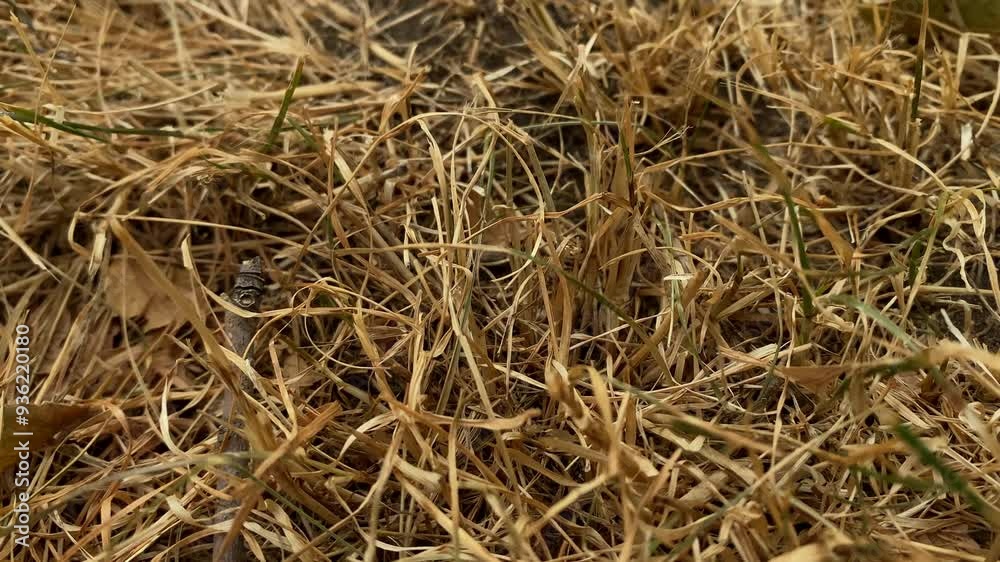 dry grass in the field at sunset. ears of grass in a wild field in the park. dry grass in the field at sunset. ears of grass in a wild field in the park.