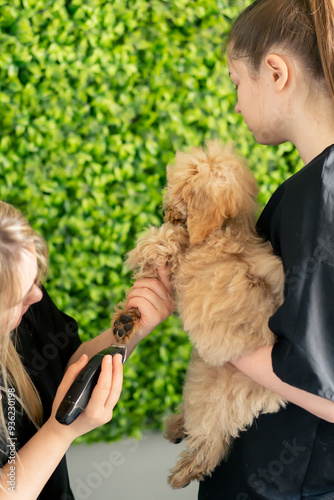 in the grooming salon a small curly maltipoo is washed one groomer hold dog second procedure cutting a legs photo