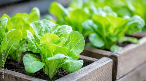 Family growing vegetables in an urban community garden