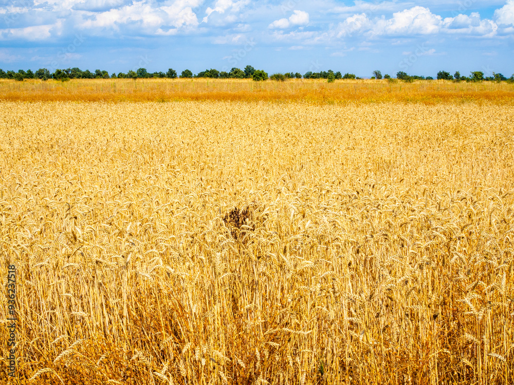 Fototapeta premium A vast golden wheat field ready for harvest under a clear blue sky.