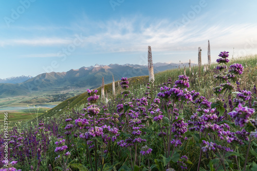 Phlomoídes tuberosa and Eremurus bloom in a mountain hilly meadow. Selective focus, copy space. Wild flora of Kyrgyzstan. photo