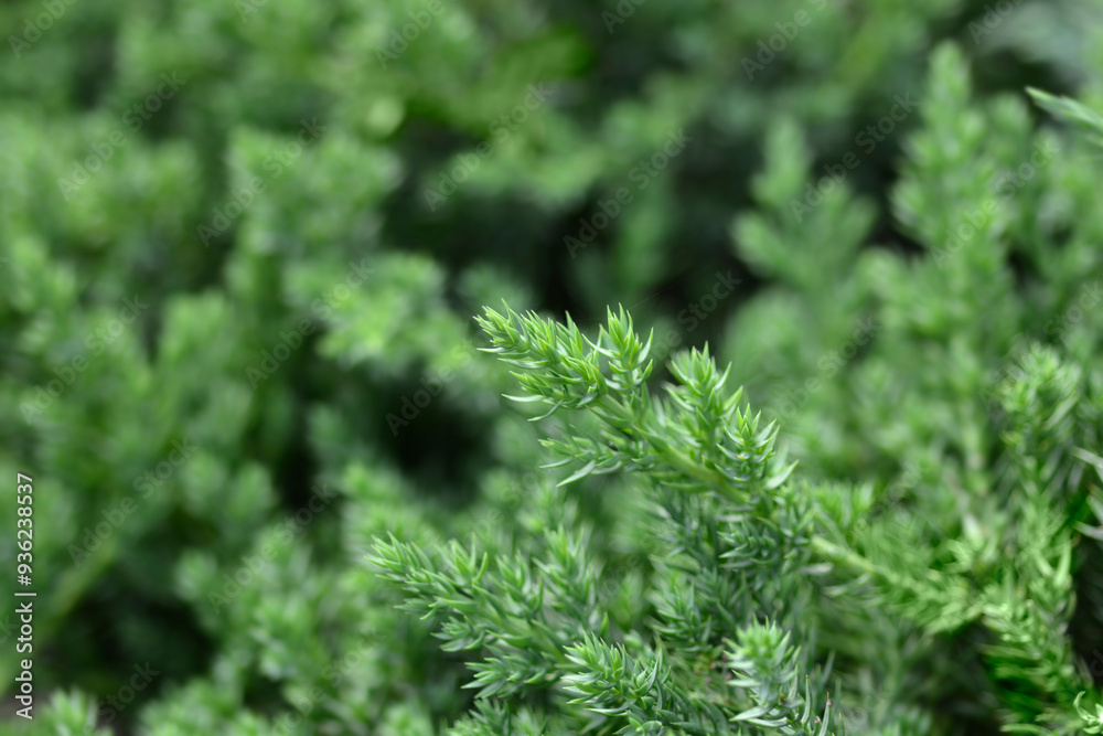Dwarf Japanese garden juniper branch Dwarf Japanese garden juniper branch