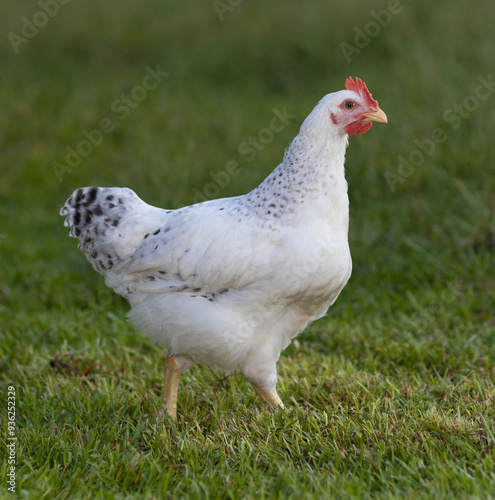 Obraz na płótnie White young Delaware chicken cockerel w salonie