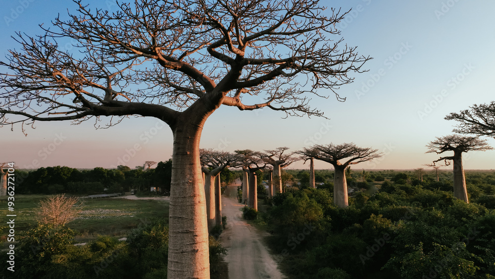 Obraz premium Explore the breathtaking Baobab Alley in Madagascar at sunset with towering trees lining the scenic path
