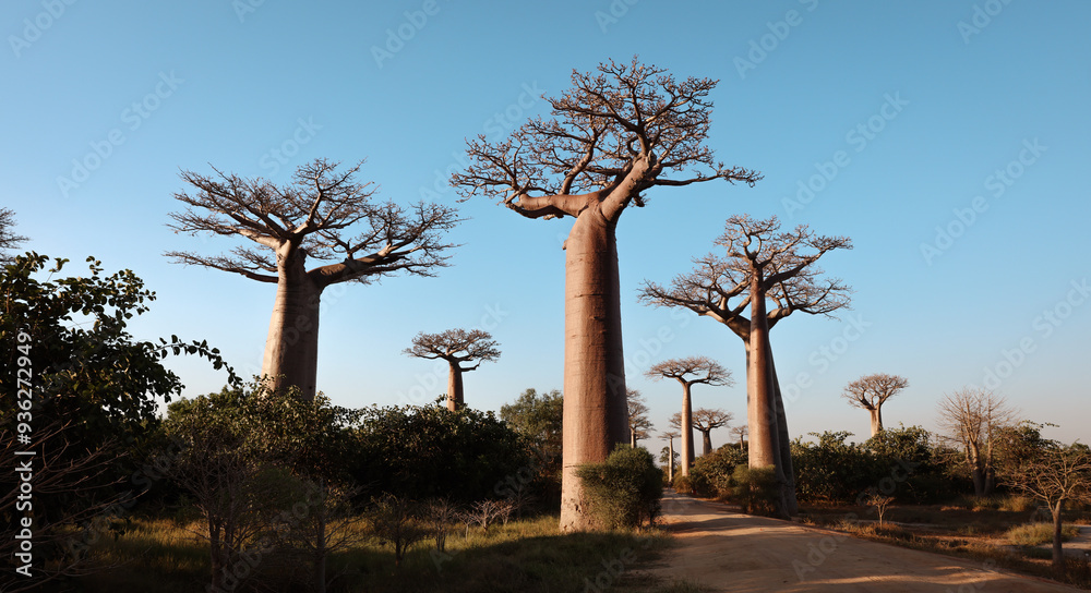 Obraz premium Explore the majestic baobab trees at Baobab Alley in Madagascar during a clear sunny day