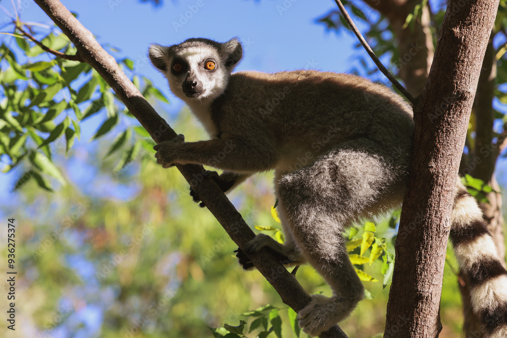 Fototapeta premium Captivating Lemur Catta climbing a tree in Madagascar on a sunny day enjoying its natural habitat