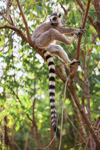 Lemur catta relaxing on a tree branch in Madagascar’s lush forest during a sunny day