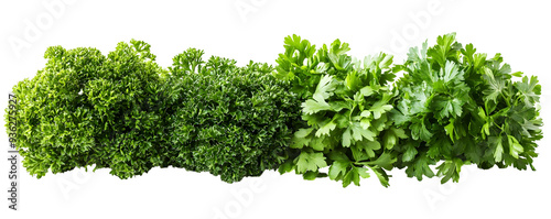 Fresh green parsley leaves arranged on white background isolated, transparent background.