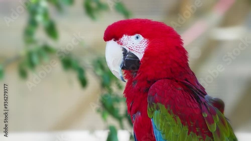 Green-winged macaw, Scarlet Macaw. Close up head-shot