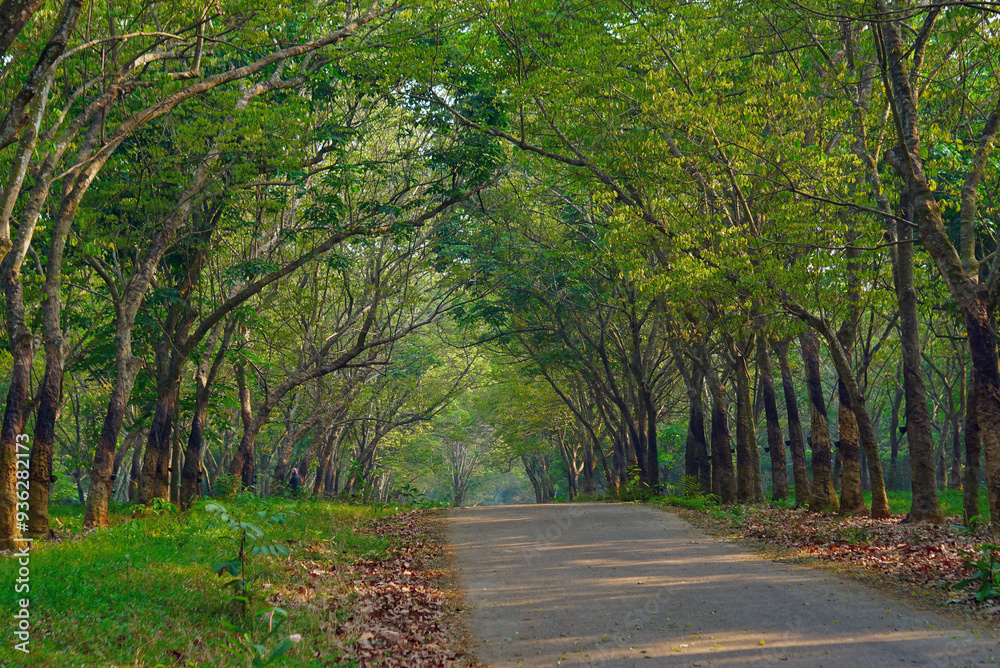 Obraz premium Roads scene in the background of trees and nature. Summer travel in the countryside 