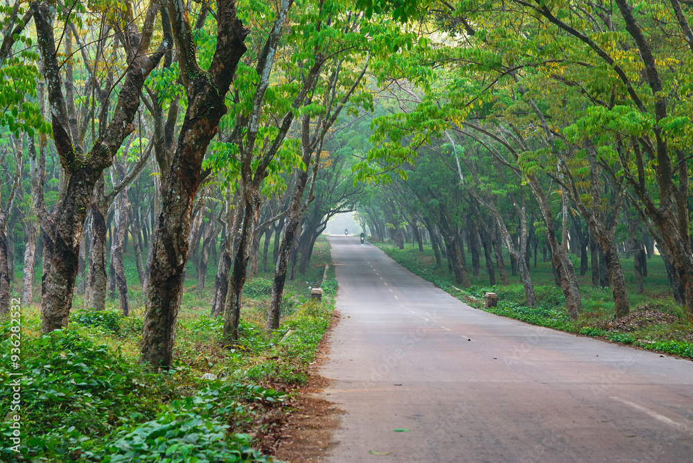 Fototapeta premium Roads scene in the background of trees and nature. Summer travel in the countryside 