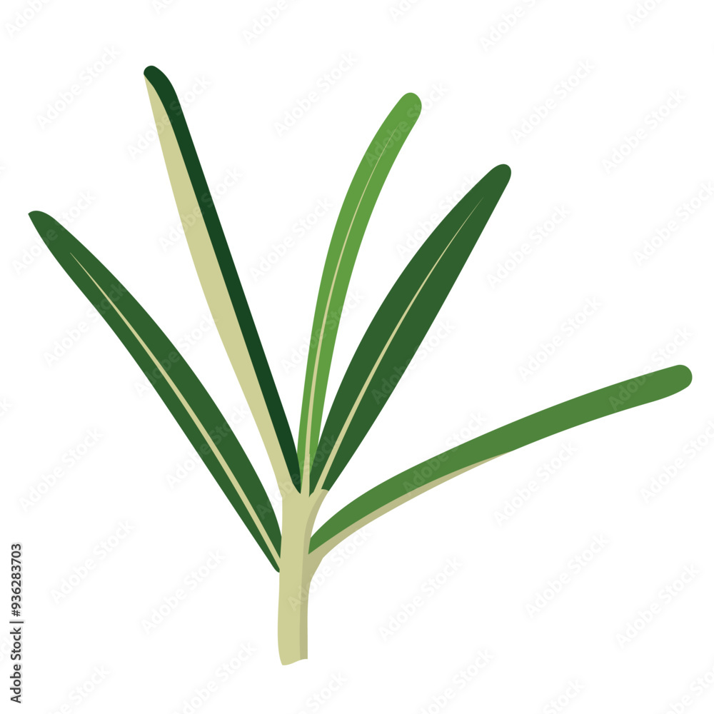 Rosemary Leaves Herb Plant Illustration Isolated on White Background Rosemary Leaves Herb Plant Illustration Isolated on White Background