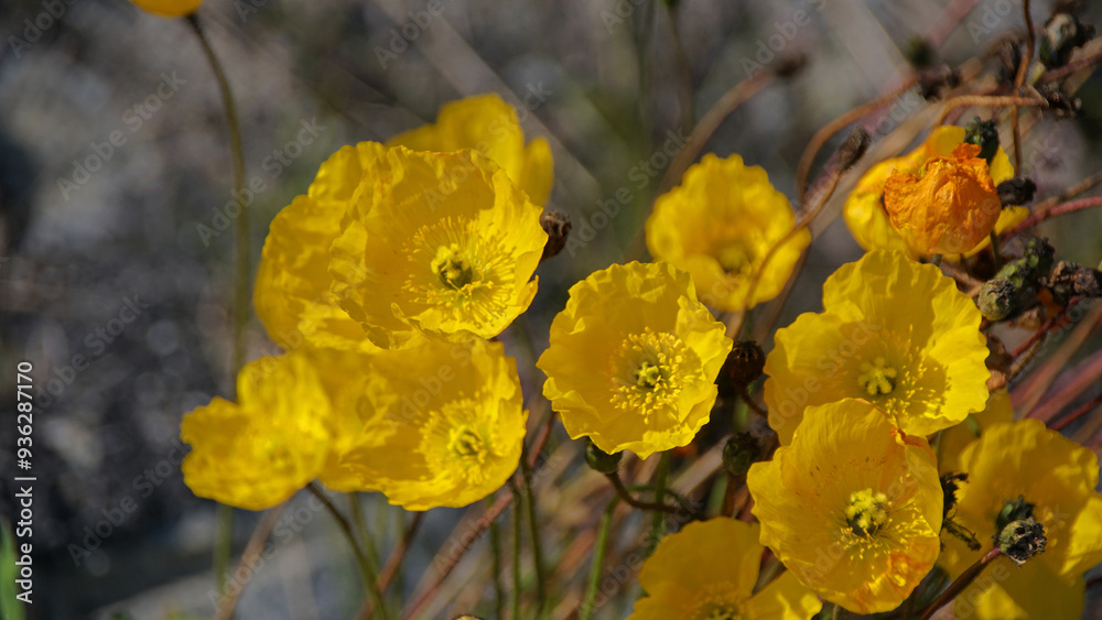 Obraz premium Buttercup