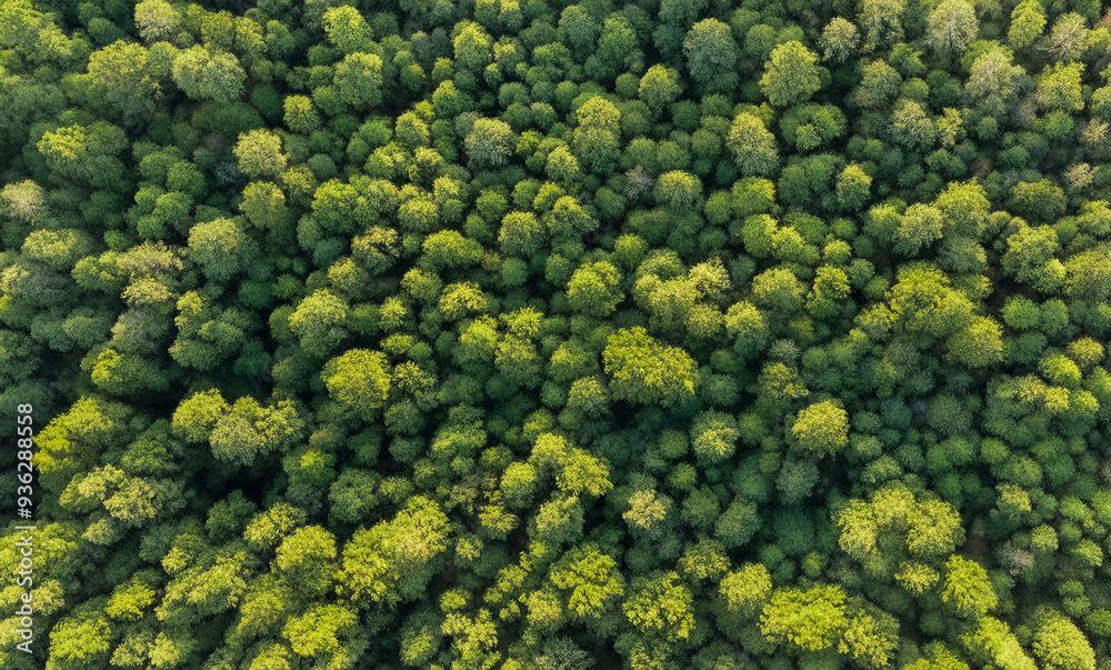 trees in the forest trees in the forest