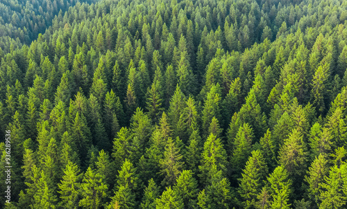 trees in the forest