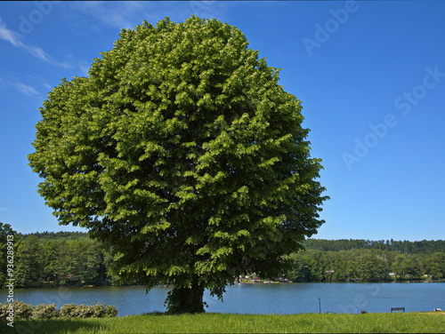 Giant linden tree at the pond 