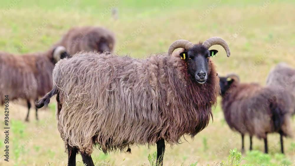 Hebridean sheep, adult, grazing coastal grassland. Hebridean sheep, adult, grazing coastal grassland.
