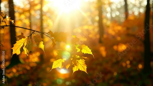 Golden Autumn Foliage in Forest with Sunbeams and Slow Motion Leaves 4K