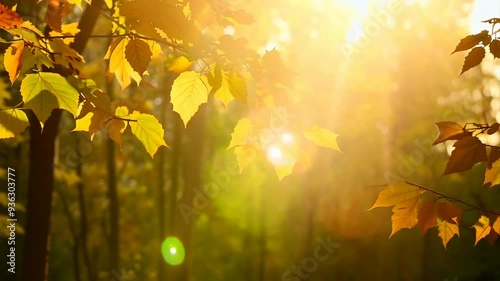 Golden Autumn Foliage on Trees with Sunbeams Breaking Through Leaves, Slow Motion 4K