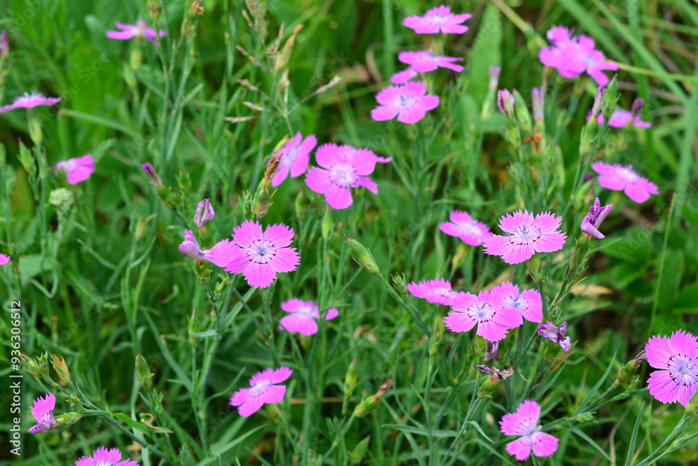 a field of pink carnation flowers with a butterfly on the top a field of pink carnation flowers with a butterfly on the top