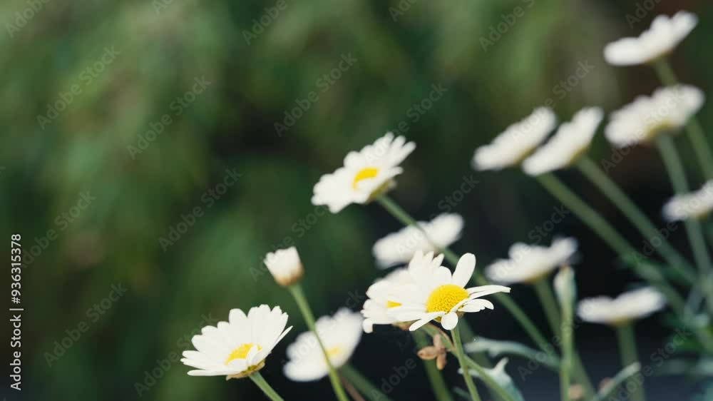 Summer scene with white daisy flowers against a blur background. Hot summers garden chamomile daisy flowers banner background. meadow up close moving slowly in the breeze Summer scene with white daisy flowers against a blur background. Hot summers garden chamomile daisy flowers banner background. meadow up close moving slowly in the breeze