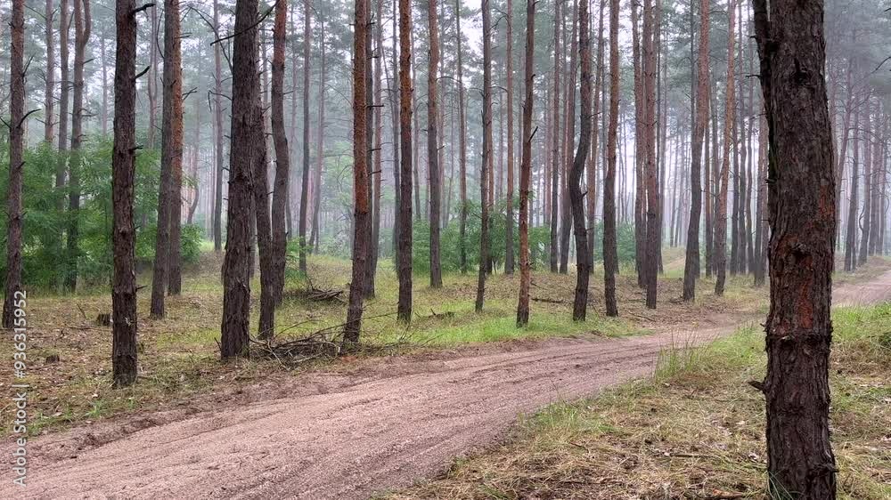 foggy rainy day in pine forest, sandy road not completely wet yet foggy rainy day in pine forest, sandy road not completely wet yet