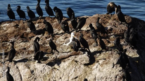 Cormorants sitting on rock in ocean photo