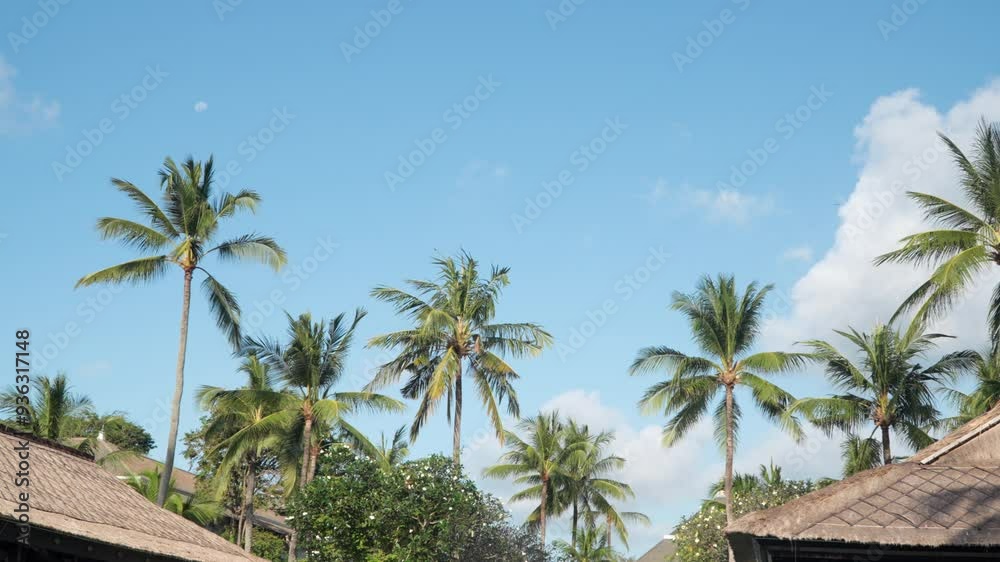 Palm trees cast shadows across roof of hotel under blue sky in Bali Indonesia swaying on a peaceful tropical day Palm trees cast shadows across roof of hotel under blue sky in Bali Indonesia swaying on a peaceful tropical day