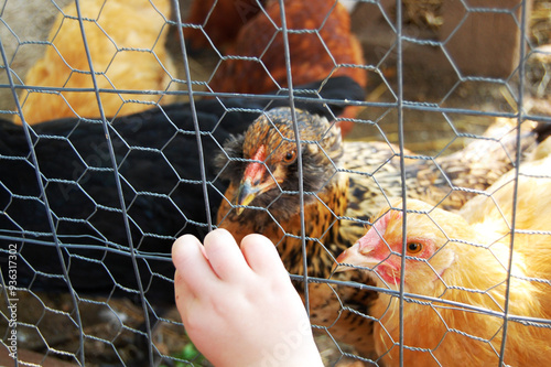 Child's Hand Feeding Chickens through Chicken Wire photo