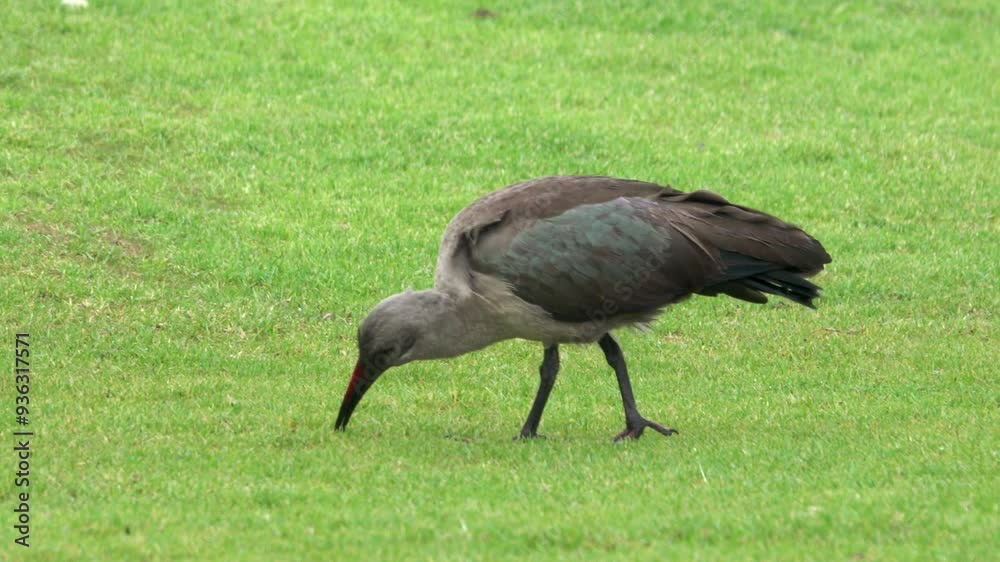 Large bird eating worms and bugs on a lawn Large bird eating worms and bugs on a lawn