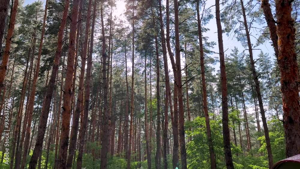 pine forest in summer at sunset during rain and sun at the same time with sound pine forest in summer at sunset during rain and sun at the same time with sound