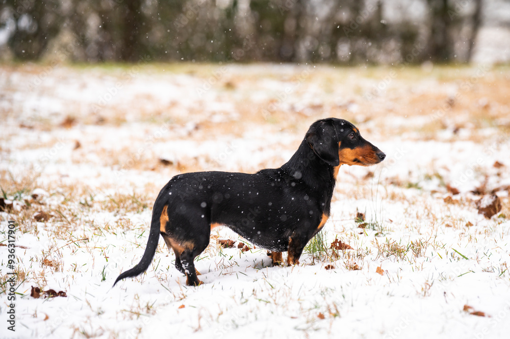 Miniature Dachshund Pet Dog in Snowy Winter Backyard Miniature Dachshund Pet Dog in Snowy Winter Backyard