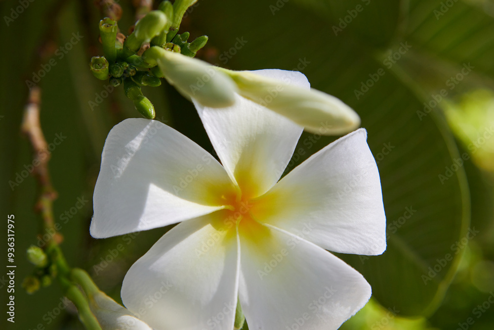 Fototapeta premium Close-up view of white frangipani flower blooming on branch