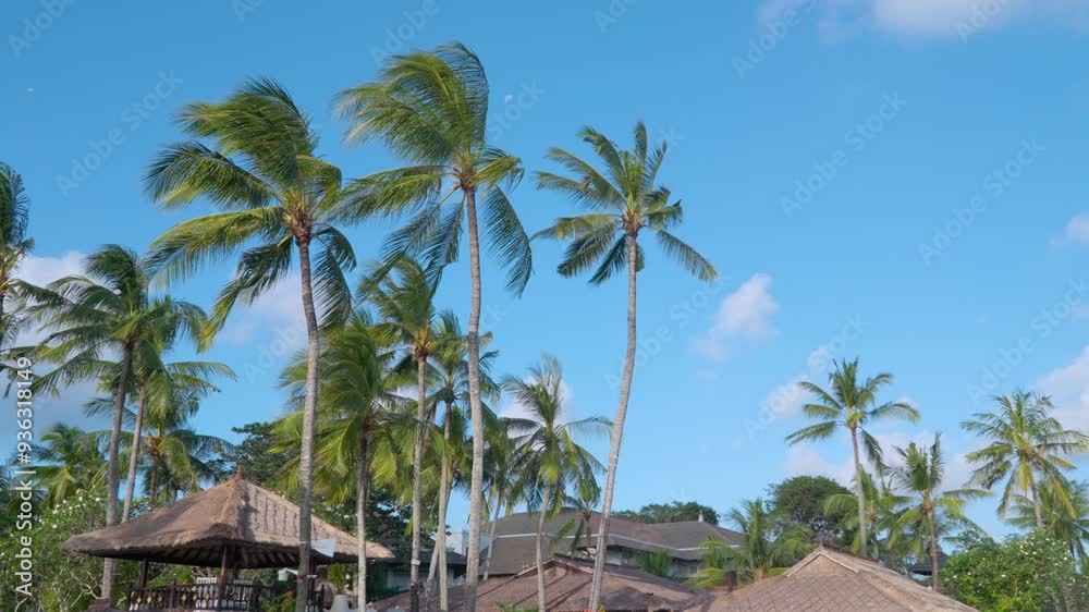 Palm trees sway high above cabanas at Bali Resort on a sunny vibrant tropical day Palm trees sway high above cabanas at Bali Resort on a sunny vibrant tropical day