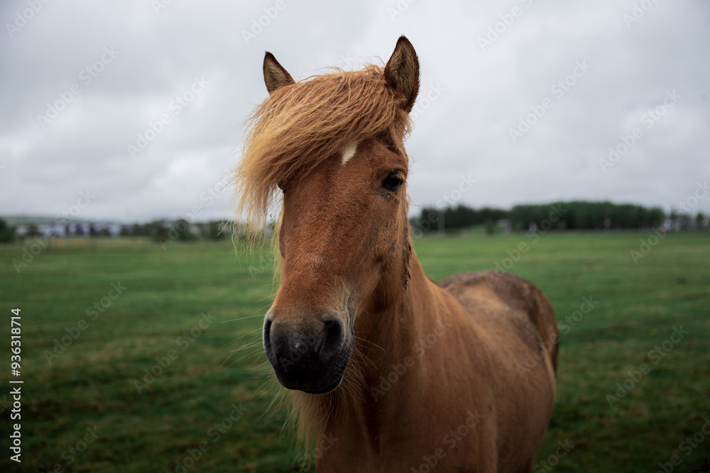 Fototapeta premium Portrait of a charming Icelandic horse in a field