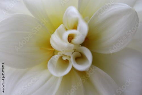 White curly Dahlia Flower Center Close Up