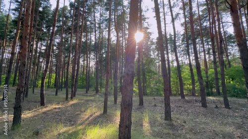 slow camera movement left and right near a pine tree in the forest on the sunset, which blocks the bright sun and glare