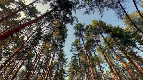 pan camera to the crown of tall pine trees at sunset in the forest until it flips upside down with a view of the ground with a sandy road in the forest