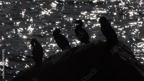 Cormorants sitting on rock in ocean photo