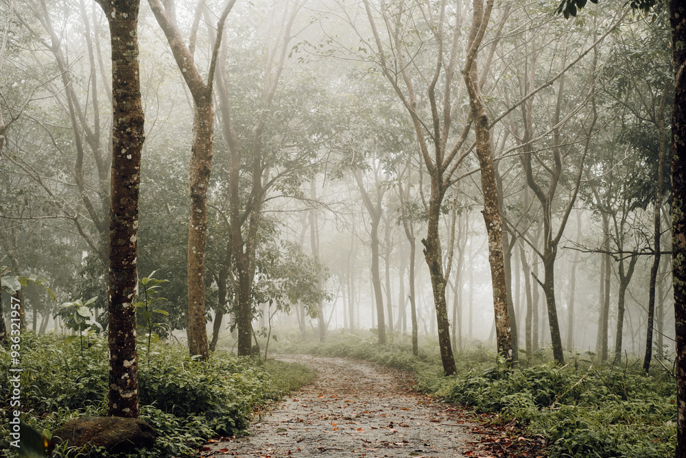 Fototapeta premium Misty Pathway Through a Serene Rubber Tree Plantation in Phuket