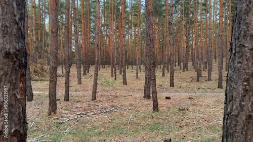 smooth movement through a coniferous forest between pines at sunset in summer, with sound