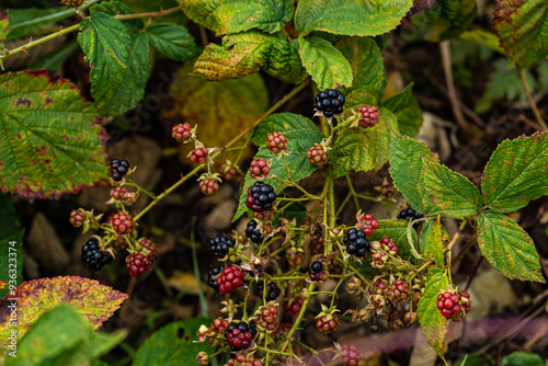 Wild blackberry fruits on the vine photo