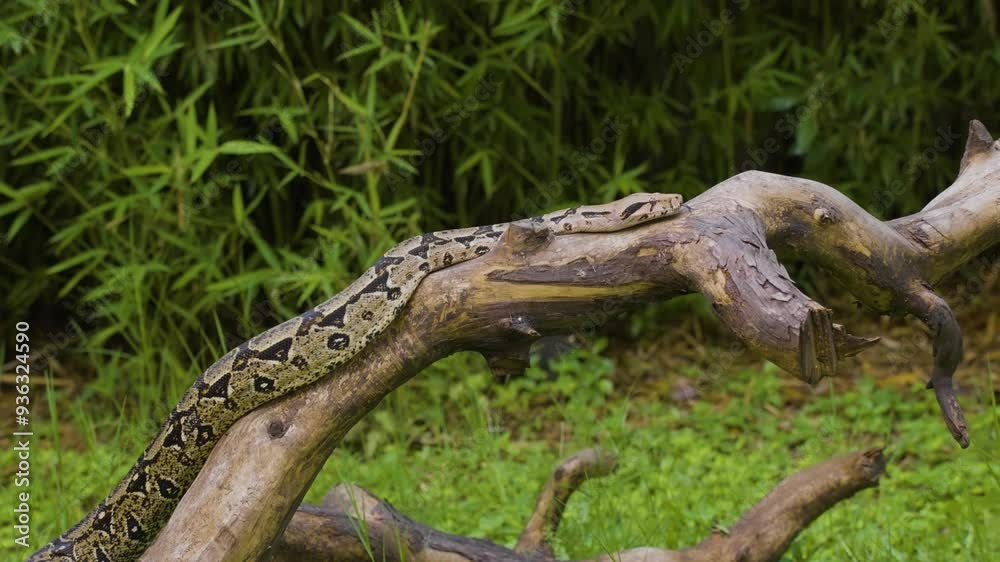 A camouflaged python lies on a tree branch, blending seamlessly with the natural environment, showcasing nature’s art of disguise. Perfect for wildlife enthusiasts and nature lovers. A camouflaged python lies on a tree branch, blending seamlessly with the natural environment, showcasing nature’s art of disguise. Perfect for wildlife enthusiasts and nature lovers.