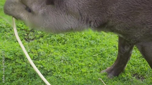 South American Tapir is South America’s largest native land mammal
