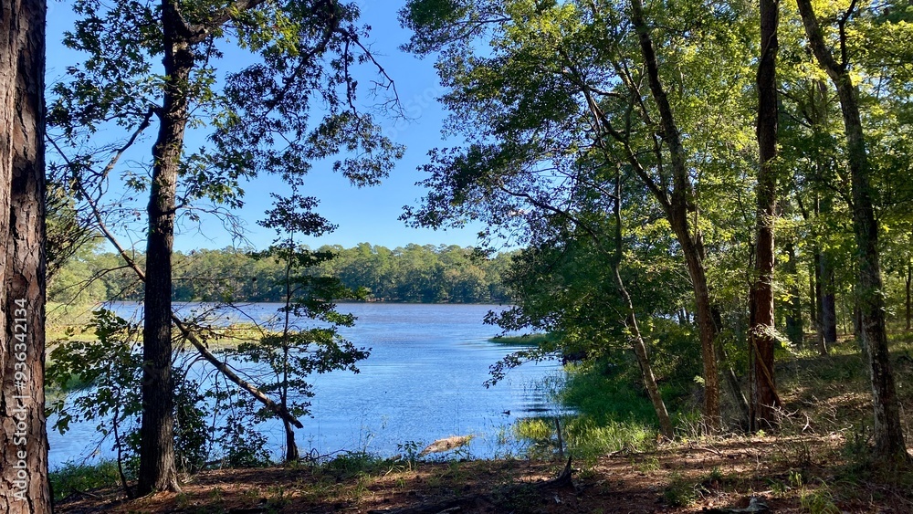 Obraz premium lake in the woods