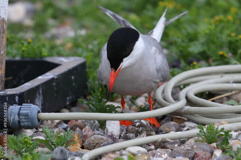 Naklejka premium tern with chick