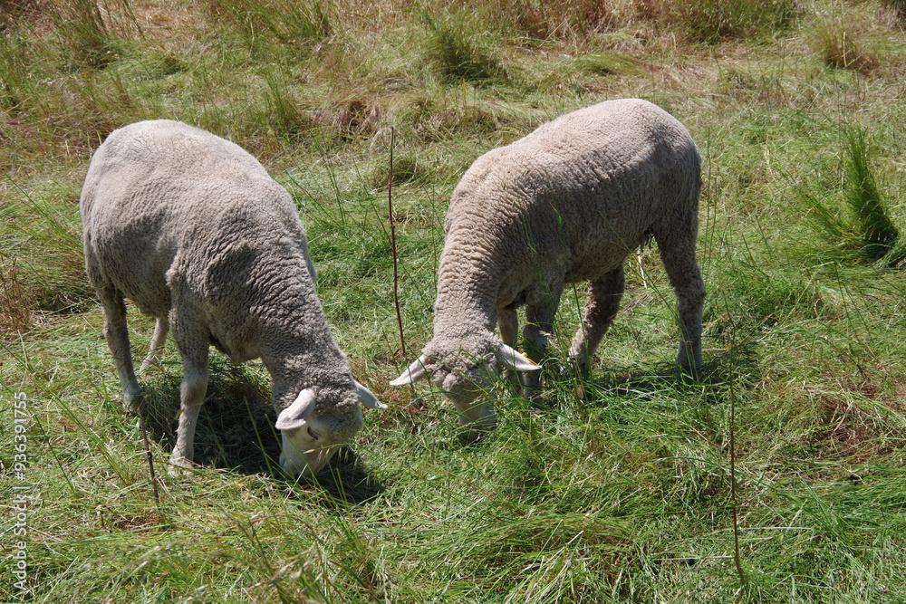 Grazing sheep on coastal southern California grassland Grazing sheep on coastal southern California grassland