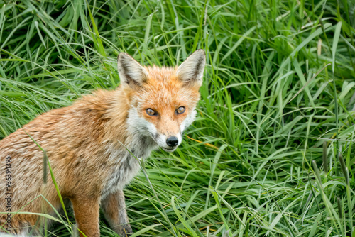 close-up of a lone male fox (Vulpes vulpes) in long grass, eating, Wilts UK