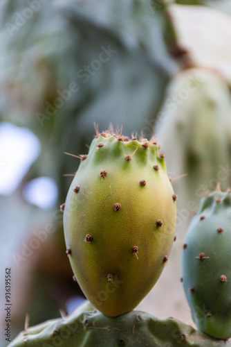 Prickly pear cactus fruit