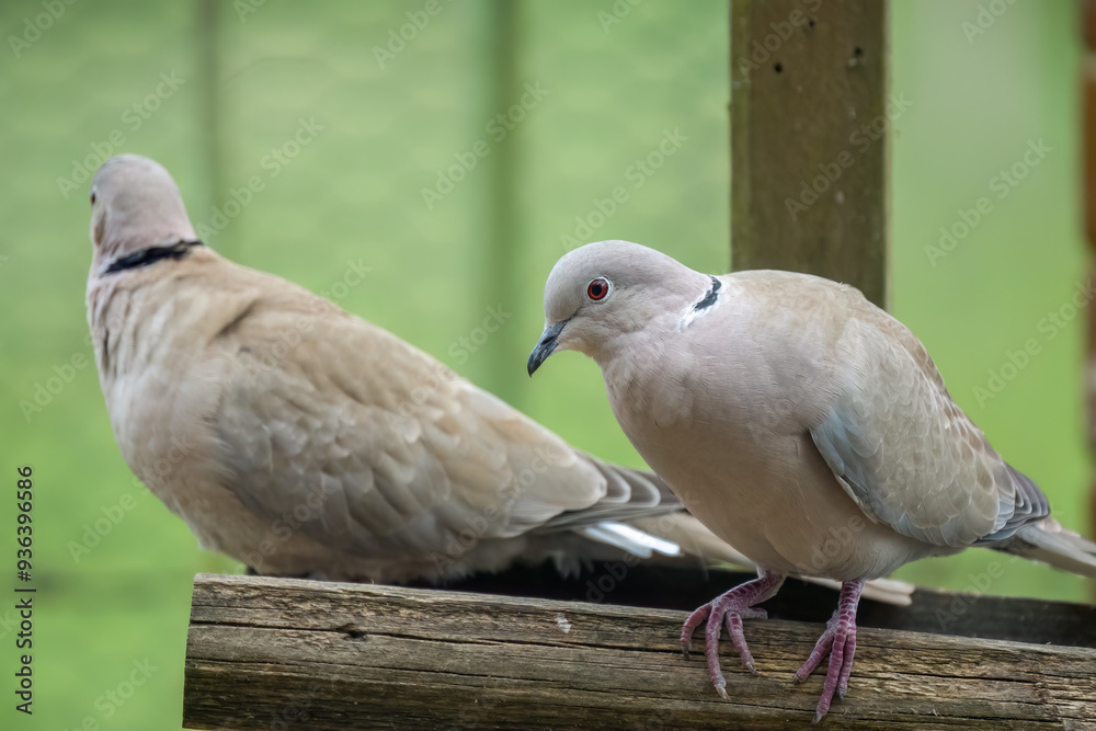 close-up of a pair of collared doves (Streptopelia Decaocto) checking out a wooden bird feeding tray close-up of a pair of collared doves (Streptopelia Decaocto) checking out a wooden bird feeding tray